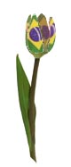 Braziliaanse tulp